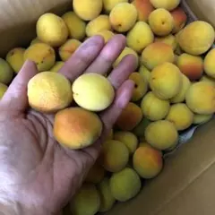 青森県産豊後梅箱込み5キロ
