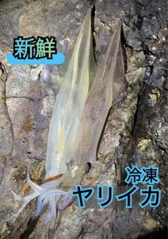 냉동 오징어 [라지 사이즈] 10컵 약 1.5kg