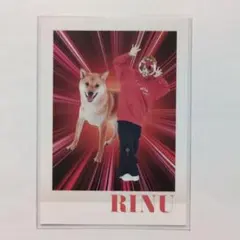 コロコロ付録　すとぷり　莉犬くん　RINU Dog Mood カード No.7