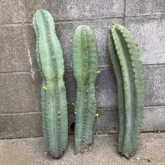 Peruvian torch, bridgesii 4本セット 抜き苗 - メルカリ