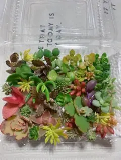 多肉植物 セダム カット苗 詰め合わせ 15品種以上