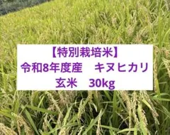 ★新米★ 令和8年度産 特別栽培米 京都産 キヌヒカリ 玄米 30kg