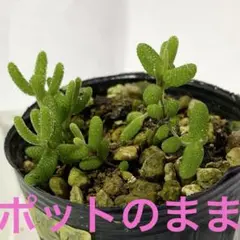 harapeco様 リクエスト 2点 まとめ商品