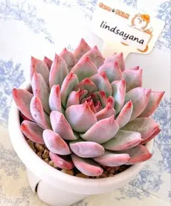 2025年最新】ファームパルクの人気アイテム - メルカリ