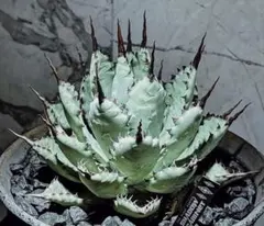 【goodtaniku】GT 曲刺八雷 goodtaniku】GT 曲刺八雷