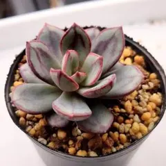 くまどり　抜き苗　おらいさん苗　ミックスベリア　多肉植物