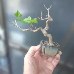 ミニ盆栽、盆栽、植木、植物、雑木、山野草、花物盆栽、実物盆栽、盆栽