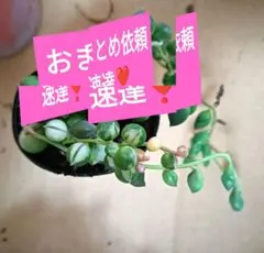 【速達希望❣️】Masa様 リクエスト 2点 まとめ商品