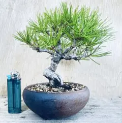盆栽 『赤松』 インテリア 観葉植物 園芸 ガーデニング 送料無料 b314