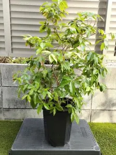 花芽たくさん ジャボチカバ 8号 大葉 四季生り 130cm - メルカリ