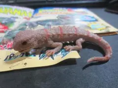 イグアナ＆coミニ エジプトトゲオアガマ　アンドコミニのサムネイル