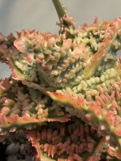 アロエ ハイブリッド Aloe hybrid 第四種 JLー17 - メルカリ