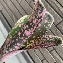 専用billbergia kolan pink piranha - メルカリ