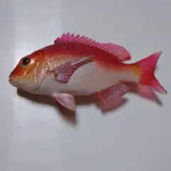 海洋堂 水族館 日本の食用魚 カプセルQミュージアム マグネット 真鯛のサムネイル