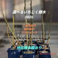 2026年最新】イチヂク穂木の人気アイテム - メルカリ