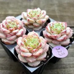 SALE❗️223多肉植物　エケベリア　レッドベルベット　抜き苗　4苗セット❣️