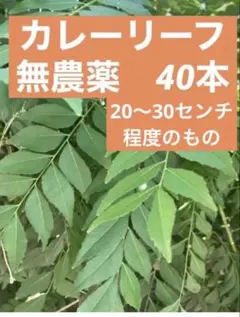 2025年最新】カレーリーフ苗の人気アイテム - メルカリ