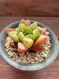 多肉植物 ハオルチア 自宅実生コレクタ x 玉玲琉 実生未繁殖苗 7cm鉢