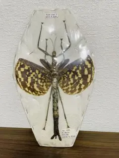 シボリアゲハの標本・ドイツ箱入り - メルカリ