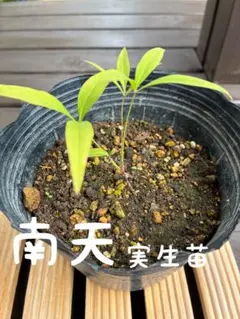 ③月桂樹 ローリエ ローレル 根付き苗‼️ - メルカリ
