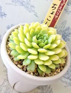 かよひやん様 リクエスト 2点 まとめ商品