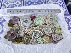 多肉植物 多肉弁当 寄せ植え