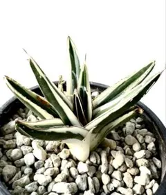 2026年最新】アガベ 笹の雪 氷山の人気アイテム - メルカリ