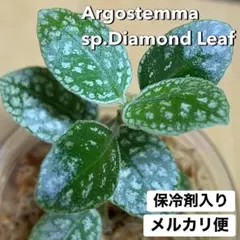 05【Argostemma sp.Diamond Leaf】 アルゴステマのサムネイル
