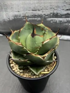 2025年最新】アガベ棚の人気アイテム - メルカリ