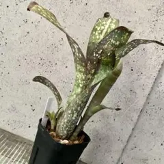 2026年最新】タンクブロメリア ビルベルギアの人気アイテム - メルカリ