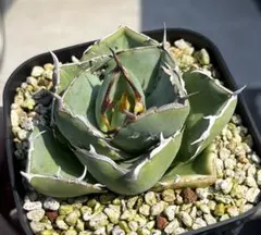 Agave アガベ　破壊神　ジャガーノート アガベ チタノタ 