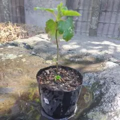 カジイチゴ(木苺)の苗の販売③