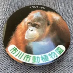 市川市動植物園 オランウータン デザインステッカー