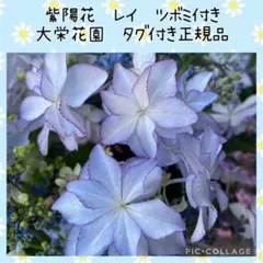 【花苗】紫陽花　レイ　お花付き　タグ付き正規品　大栄花園　メルカリ便発送 花苗】紫陽花 レイ ② お花付き タグ付き正規品 大栄花園 ポットごと