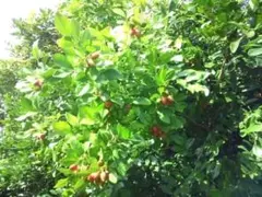 おかぴ様 リクエスト 2点 まとめ商品