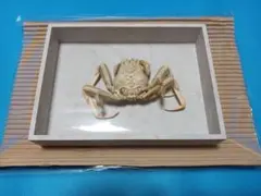 2026年最新】平家蟹の人気アイテム - メルカリ