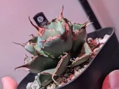 2026年最新】黒豹 アガベの人気アイテム - メルカリ