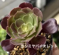 アエオニウム メデューサ カット苗 1顔 - メルカリ
