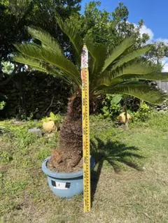 2026年最新】ソテツ の人気アイテム - メルカリ