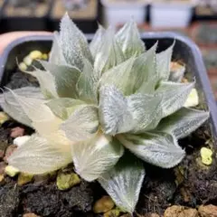 2025年最新】白狐伝 ハオルチアの人気アイテム - メルカリ