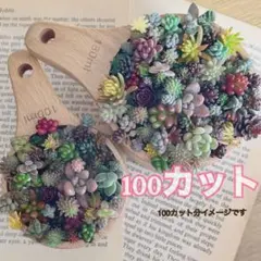 く*す様 100カット以上　多肉植物つぶつぶセダムのばら撒き用カット苗セット