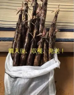 千葉県産 真竹 タケノコ、6キロ、15本、写真3枚目現物 - メルカリ