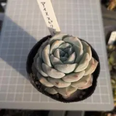 2026年最新】アイススピリットの人気アイテム - メルカリ