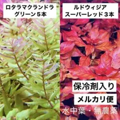 06【ロタラマクランドラグリーン5本、ルドウィジアスーパーレッド3本】水中葉