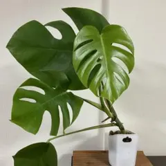 2026年最新】観葉植物 モンステラの人気アイテム - メルカリ