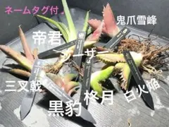 抜き苗チタノタ7種セット♩抜き苗発送 ネームタグ付のサムネイル