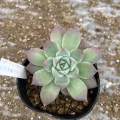 2025年最新】ケッセルリンギアナの人気アイテム - メルカリ