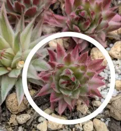 かおりん様 リクエスト 2点 まとめ商品