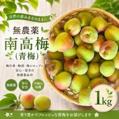 32)数量限定 希少品種 パープルクイーン 和歌山県紀南産 秀品 梅 果物