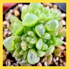 2025年最新】ロウルサンコ 種子の人気アイテム - メルカリ